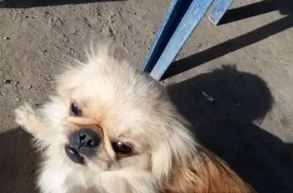 Пропала собака в хуторе Старая Станица, Ростовская область