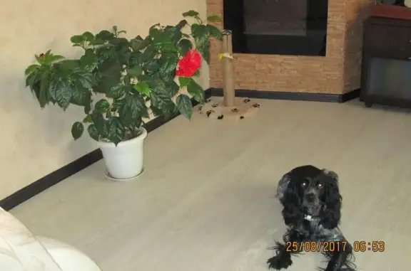 Пропала собака Чапа в Новоалтайске, ул. Высоковольтная