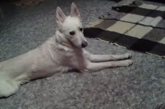 Найдена собака в Орехово-Борисово Северное, знает лифт и квартиру