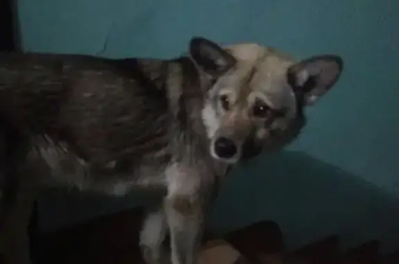Пропала собака Добрый пес в Улан-Удэ