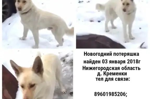 Найдена собака в Садовом товариществе Кременки, Нижегородская область