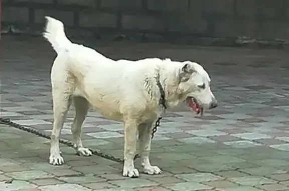 Собаки потеряшки, Камбилеевское, фото: Потеряшка собака в Камбилеевском селе