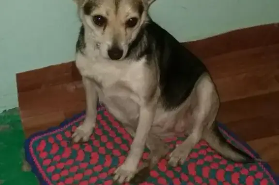 Найдена собака на ул. Савушкина в Астрахани