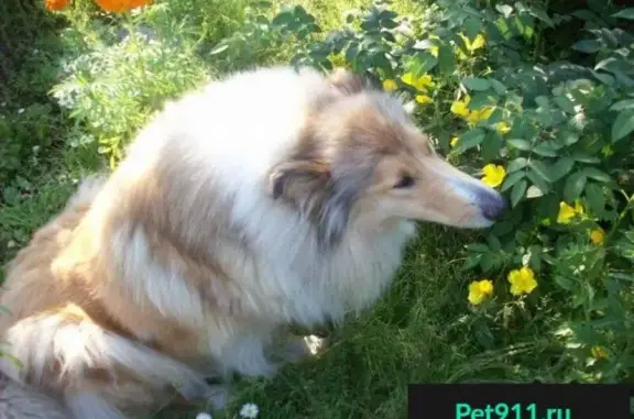 Пропала собака в Череповецком районе, п. Суда, окрас рыжий с белым, порода КОЛЛИ, зовут Лесси.