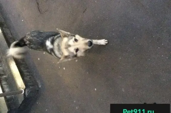 Пропала собака в Лосиноостровском районе, Москва, найдена!