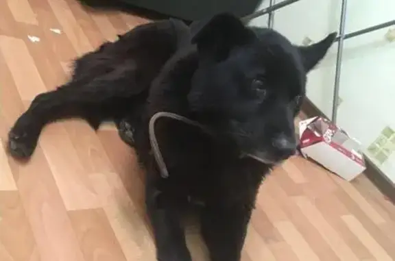 Пропала собака, найден в Бердске, улица микрорайон, 60х дома, чёрный пёс с раной.