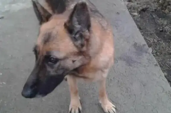 Пропала собака найдена в Николаеве