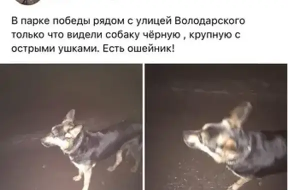Собака на Комсомольском проспекте, знает команды