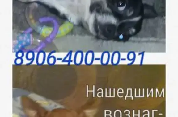 Собаки потеряшки, Волгоград, фото: Потеряшкаи две собаки в п. Кирова, Волгоградская обл.