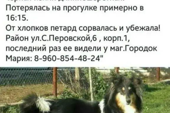 Пропала собака колли в Астрахани
