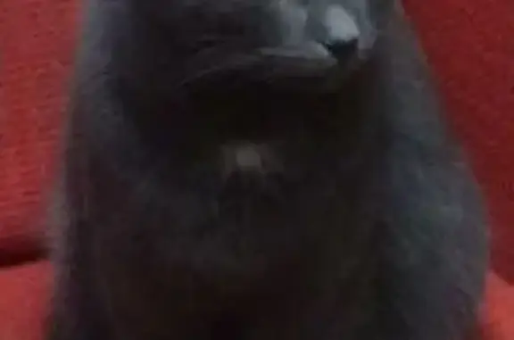 Найден серый кот возле метро Выхино, похож на русскую голубую