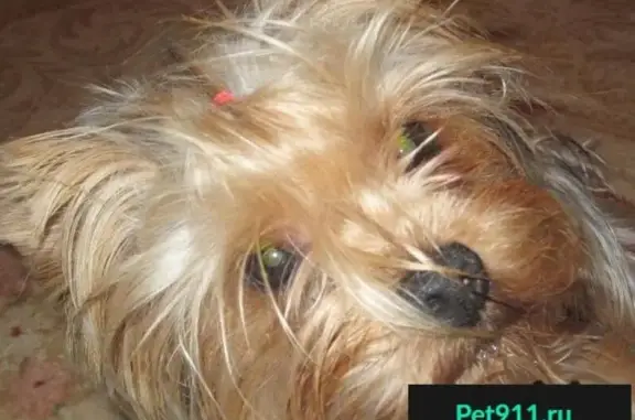 Пропала собака в Коломне: Йорк девочка, ул. Центральная, SOS!