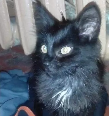 Пропала кошка найдена у Искры в Иваново