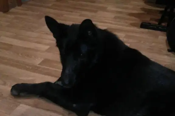 Пропала собака Джек в Таганроге