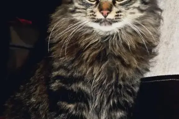 Кошки потеряшки, Иваницкое-Троицкое, фото: Потеряшка кошка в Иваницком-Троицком, Липецкая обл.