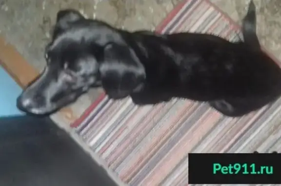 Пропала добрая собака в Ангарске