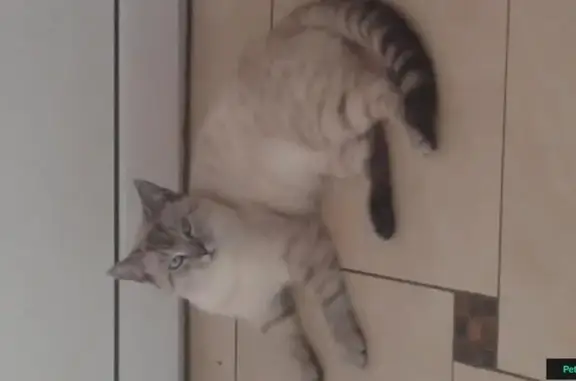 Пропала кошка в Пластуновской, Краснодарский край