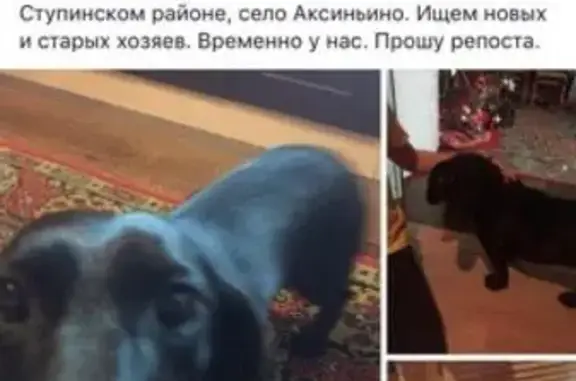 Собака-такса без клейма в Московской области