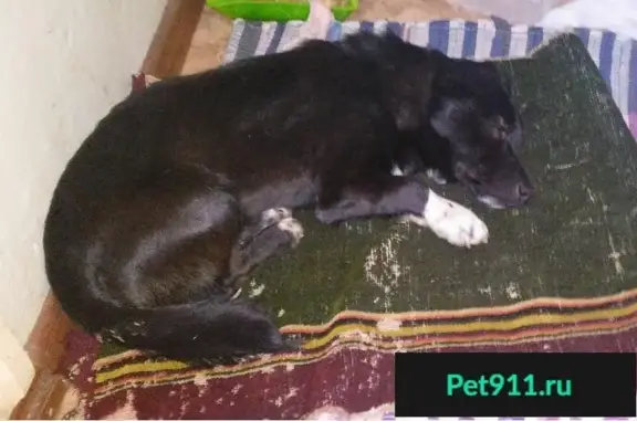 Найдена черная собака на ул. Калинина, Красный городок, 29