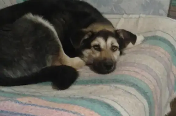 Пропала собака в Ангарске, 34-й квартал, 13