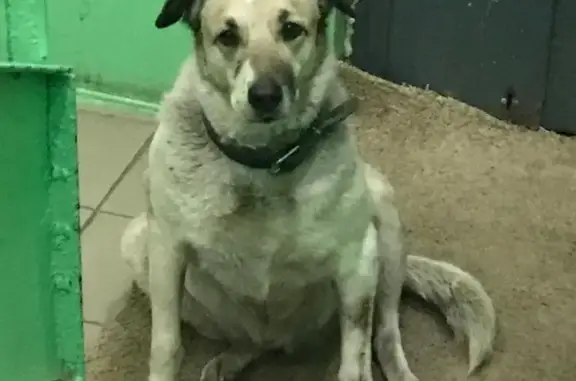 Пропавшая собака найдена в Ясенево, Москва