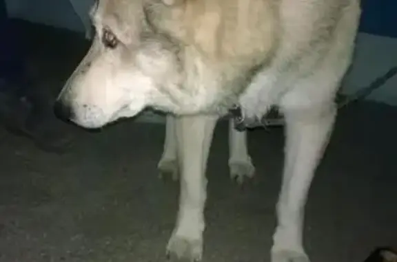 Пропала собака, найдена в Новосибирске