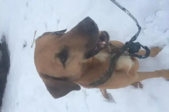 Найдена собака в деревне Некрасино, Клин