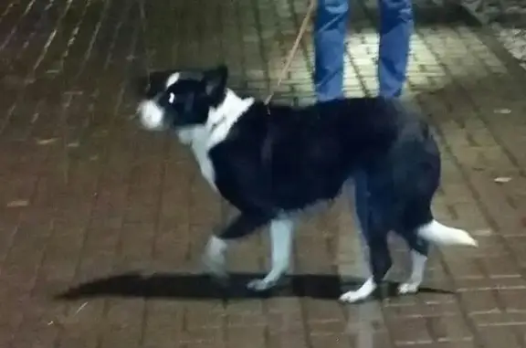 Пропала собака на проспекте Жукова 62, Москва