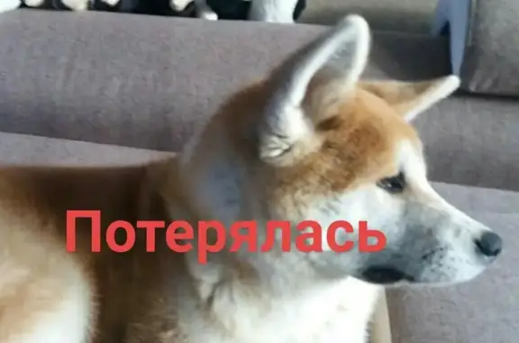Пропала собака в Красногорске, микрорайон Павшинская Пойма