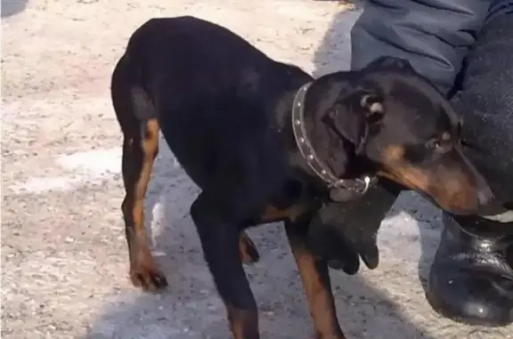 Пропала собака Лаки в ТОС Майское, вознаграждение гарантированно
