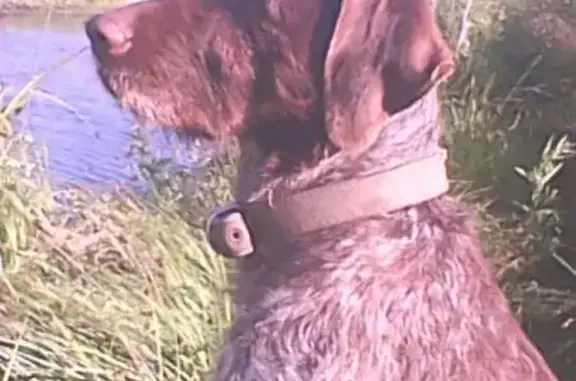 Собаки потеряшки, Ловцы, фото: Потеряшка слепая собака в Ловцах, Московская область