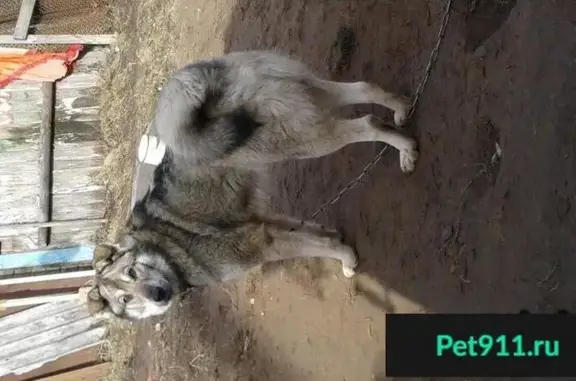 Пропала собака в Минеево, Россия - помогите найти!