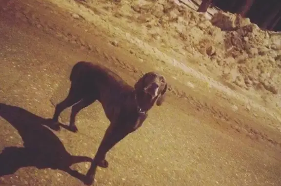 Пропала собака в Зеленодольске, нужна помощь.