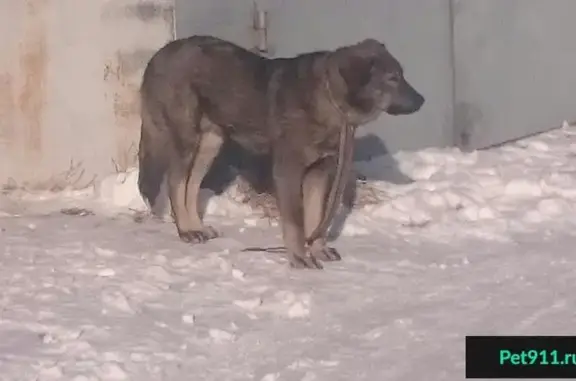 Найдена собака в 6мкр Забайкальского края