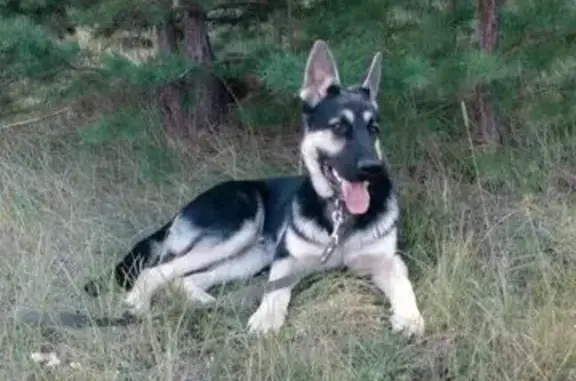 Пропала собака в Минусинске, вознаграждение за информацию