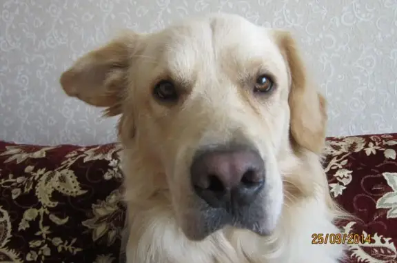 Пропала собака в районе ул. Луговой, Жигулёвск, Самарская область