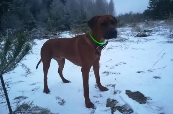 Пропала собака с зеленым шнурком в деревне Старово, Владимирская область