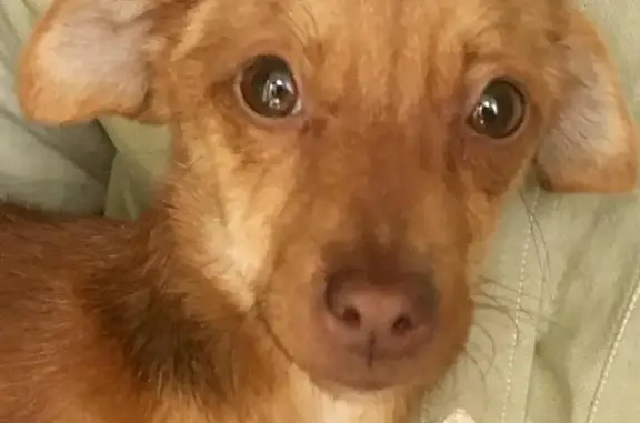 Найдена собака в Цимлянске на ул. Высоковольтной