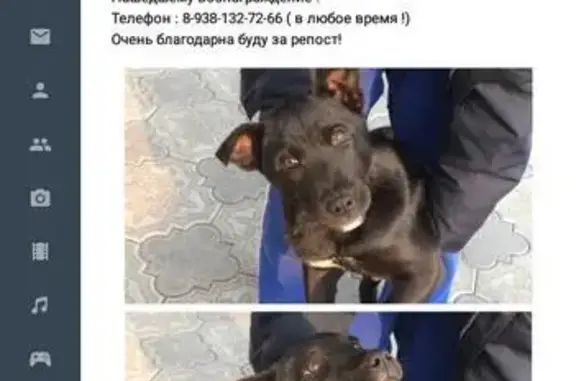Пропала собака Лора, Гуково, Киевская улица 74