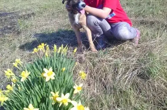 Собаки потеряшки, Окский, фото: Потеряшка собака в Окском поселке