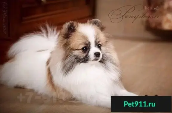 Собаки потеряшки, Порошино, фото: Потеряшка собака в Порошино, нужна помощь!