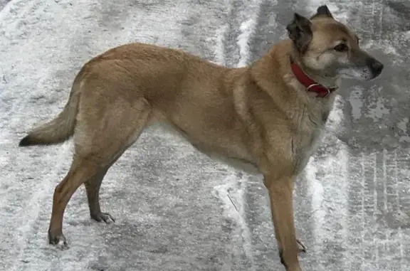 Пропала собака с красным ошейником в Красногорске на Центральной улице