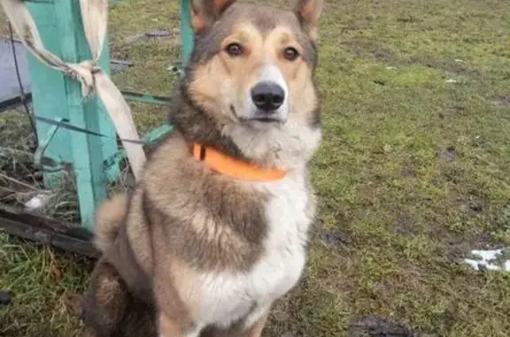Собака Кобель найдена в Бескудниковском районе Москвы