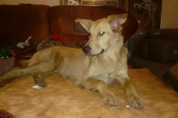 Найдена золотая собачка в Балашихе - ищем добрые руки!