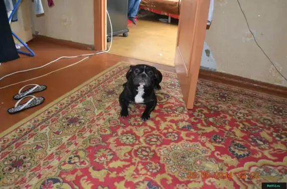 Собаки потеряшки, Заря, фото: Потеряшка собака со шрамом в Кемеровском районе