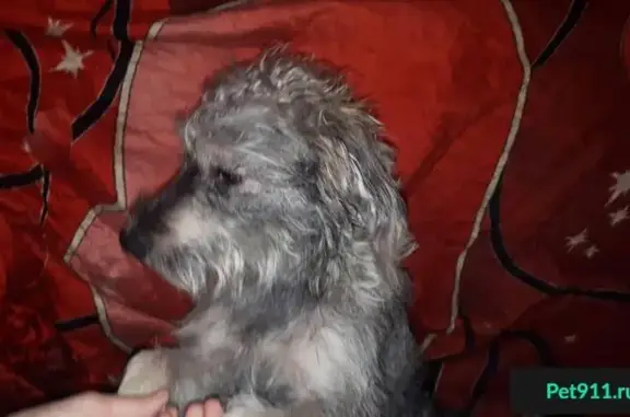Пропала собака серо-белого окраса в Новогиреево, Москва