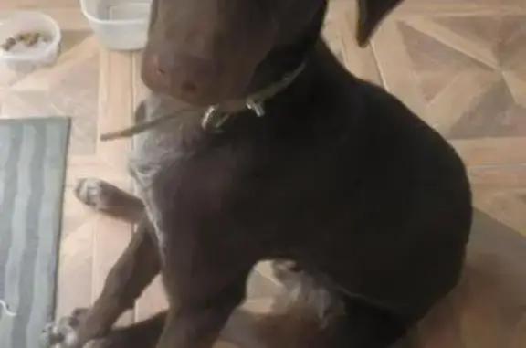 Найдена собака в Александровке, Ростов-на-Дону