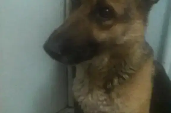 Найдена собака в Иркутске на Омулевского