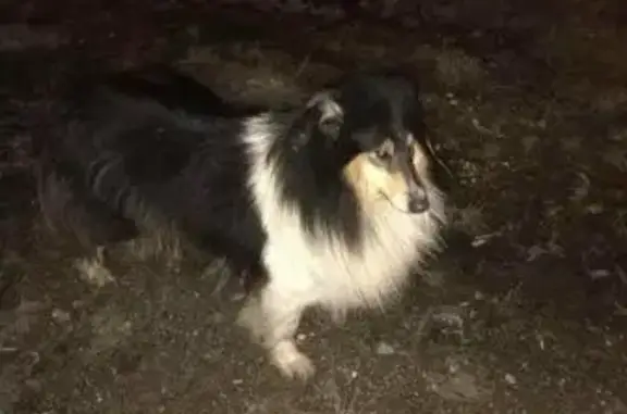 Пропала собака породы колли в районе Новорижского шоссе, Нахабино