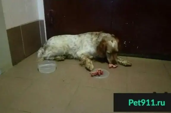 Пропала собака, найден спаниель в Москве